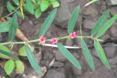 Indigofera tinctoria